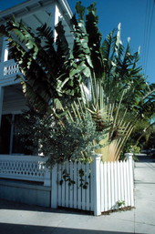 Traveler palm on Eaton Street - Key West, Florida.