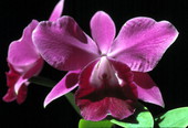 Orchid.