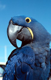 Hyacinth macaw - Key West, Florida