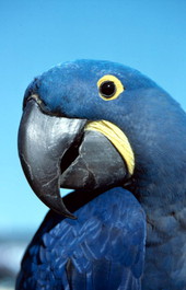 Hyacinth macaw - Key West, Florida