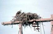 Osprey and its nest off United States Highway 1 - Little Torch Key, Florida