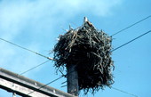 Osprey in its nest off United States Highway 1 - Little Torch Key, Florida
