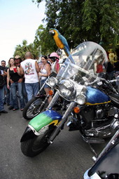 Blue-and-yellow macaw on motorcycle during annual Poker Run - Key West, Florida