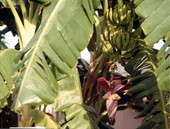 Bananas.