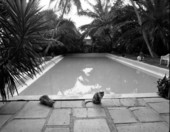Cats by swimming pool at the Ernest Hemingway house museum - Key West, Florida.