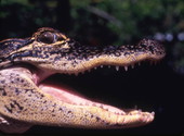 Close up of an alligator's head.