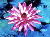 Water Lily