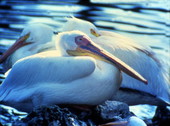 Pelicans.