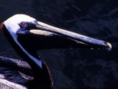 Pelican.