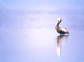 Pelican in the water.