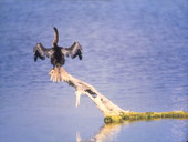 Anhinga