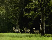 Three deer in a clearing