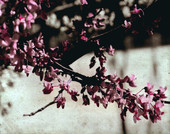 Flowering cherry