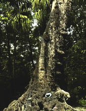 Large tree trunk