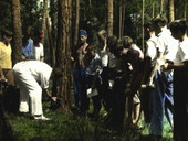 Demonstration of tree-tapping