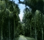 A path through the palms