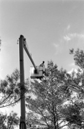 Man using a cherry picker to inspect pine trees.