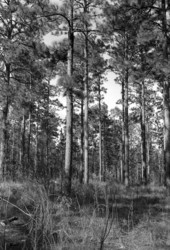 Section of Florida forest.