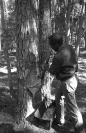 African American man chipping at a tree to collect turpentine