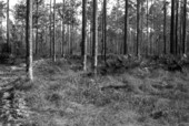 Turpentine pines.