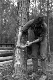 Turpentiner extracting turpentine from a pine tree.