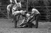 Cowboys branding a cow at the Folk Festival ranching area- White Springs, Florida