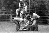 Cowboys branding a cow at the Folk Festival ranching area- White Springs, Florida