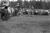 Bull riding at the Macclenny Rodeo- Macclenny, Florida