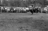 Bull riding at the Macclenny Rodeo- Macclenny, Florida