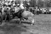 Bull riding at the Macclenny Rodeo- Macclenny, Florida