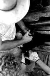 Ronnie Sylvester castrating, marking, and branding cattle at Buck Island Ranch- Lake Placid, Florida