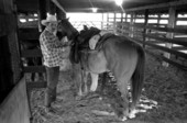 Herb Davis saddling a horse at Buck Island Ranch- Lake Placid, Florida