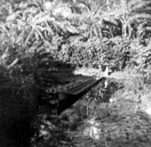 Seminole Indian dug-out canoe, given to Thomas A. Edison by Cory Osceola