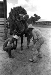 Herb Davis, Sarah Childs, and Ronnie Sylvester checking out a horse at Buck Island Ranch- Lake Placid, Florida