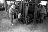 Ronnie Sylvester putting anti-fly tags on a cow's ear at Buck Island Ranch- Lake Placid, Florida