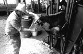 Ronnie Sylvester putting anti-fly tags on a cow's ear at Buck Island Ranch- Lake Placid, Florida