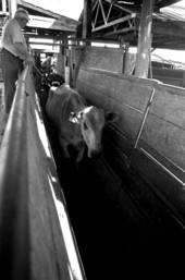 Cow making its way through a separating chute at Buck Island Ranch- Lake Placid, Florida