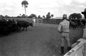 Roger McGee in the Buck Island Ranch catch pen- Lake Placid, Florida