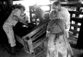 Lloyd McGee, Terry Myers, Ronnie Sylvester, Dan Childs, and Sarah Childs marking and branding cattle at Buck Island Ranch- Lake Placid, Florida