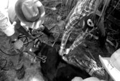 Cowboys marking and branding cattle at Buck Island Ranch- Lake Placid, Florida