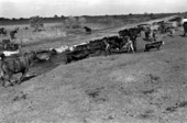 Herding cattle at Buck Island Ranch- Lake Placid, Florida
