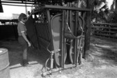Sarah Childs with a "bull squeeze" at Buck Island Ranch- Lake Placid, Florida