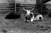 Cows at Kissimmee Cow Camp- Frostproof, Florida