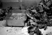 Shucked oysters soaking in water at Joyner Oyster Co.- Fort George Island, Florida