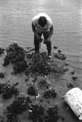 Mike Hilchey collecting oysters on Simpson's Creek.- Jacksonville, Florida