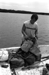 Mike Hilchey pouring collected oysters out of a bucket and into a sack - Jacksonville, Florida.