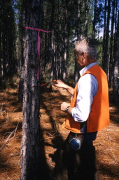 Man measuring a tree