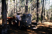 African American man standing by tractor loaded with barrels of rosin for turpentine