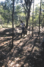 Turpentine industry worker carrying bucket of gum collected from pine tree.