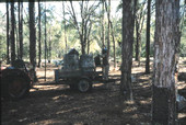 Turpentine worker filling barrels on trailer from bucket filled with gum collected from pine trees.